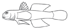 Familia Gobiidae_clave